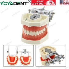 USA Kilgore Nissin 500 Style Dental Teeth Typodont Model 28Pcs Removable Teeth