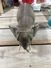 LARGE VINTAGE MARX Safari Adventure ELEPHANT TOY ON WHEELS