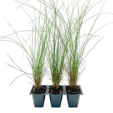 Pink Muhly Grass (Muhlenbergia capillaris) in 2.5” Nursery Cubes, Live Plants