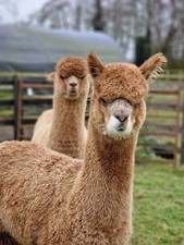 Meldody's Fawn Huacaya Alpaca Raw Blanket Fleece 1.2kg For Spinning&Felting