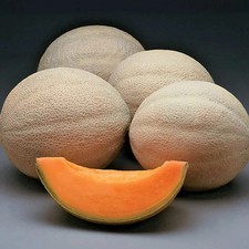 25+ HONEY ROCK CANTALOUPE MELON SEEDS ~ NON-GMO ~ 2026