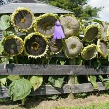 30 GIANT MONGOLIAN SUNFLOWER SEEDS Non-GMO USA Seller Free Shipping