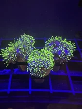 Live Soft Coral Zoa Green Star Polyps GSP 3/4”