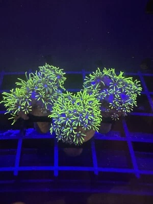 CORAL AQUA CULT Live Soft Coral Zoa Green Star Polyps GSP 3/4”