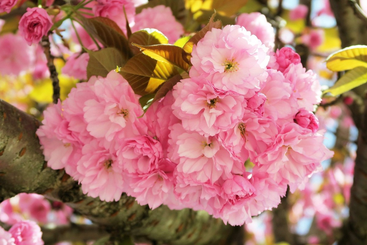 チェリーページ 5 JAPANESE SAKURA CHERRY BLOSSOM TREE SEEDS (Prunus