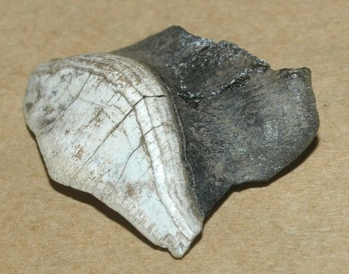 BIG tooth of Paleozic shark,  Petalodus ohioensis,, Kaluga reg, Russia