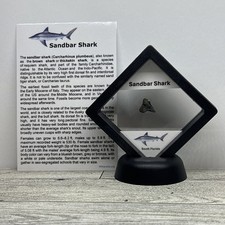 Sandbar Shark Tooth Fossil in a Great Display Case