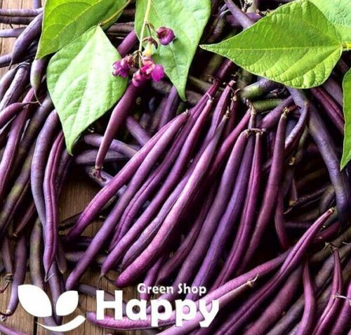 VEGETABLE SEEDS DWARF FRENCH BEAN - PURPLE QUEEN - 80 SEEDS - PURPLE BEAN - Picture 1 of 3