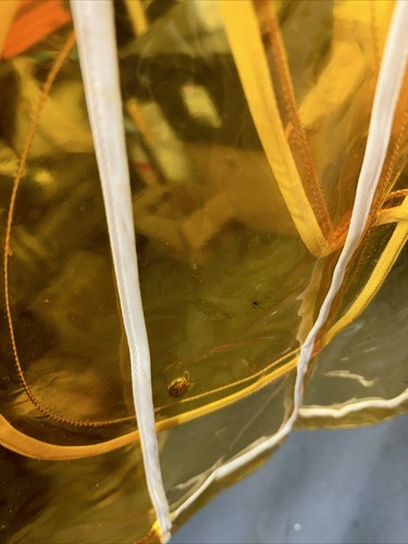 Impermeabile Dolce & Gabbana giallo/arancione taglia 38 - Foto 19 di 24