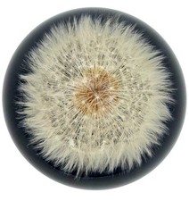 Vintage Tarax Infinity Dandelion Puff Seed Fl...