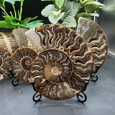 150g+ Natural ammonite fossil conch Crystal specimen healing+stand decor 1PC +S