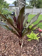 2 Queen Emma Purple Crinum Lily plant 