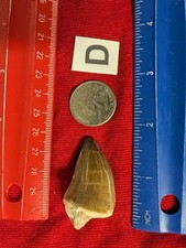 Fossil Dinosaur Mosasaur Mosasaurus Tooth Giant Large 70 million years old