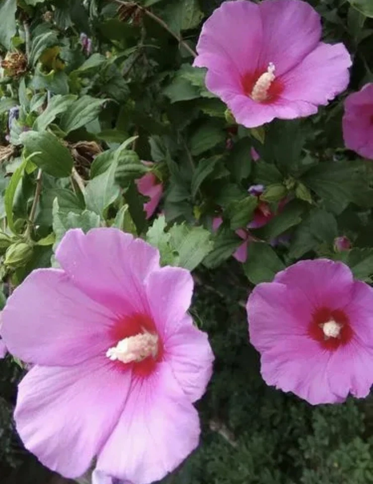 3PC 25”inch Above High Hardy  Red Hibiscus Rose of Sharon live bare roots plants - Image 4 of 4