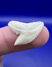 Quality White Wide Modern 0.77” Tiger Shark Tooth