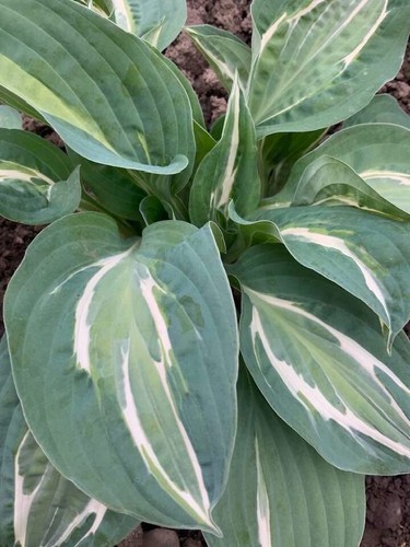 Hosta ‘Erotica ’ Plantain Lily Plant Shipping Spring 2025 - Picture 2 of 3