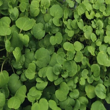 True Watercress Seeds | 1,000 Seeds | Heirloom / Non-GMO | Free Shipping | 1157
