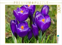Calvendo Puzzle Dark Purple Crocuses (Crocus) | 1000 Pieces, Finished Size 25.2