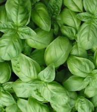 SWEET BASIL SEEDS 300+ "GENOVESE" Herbs ITALIAN CULINARY cooking FREE SHIPPING