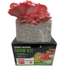 Pink Oyster Indoor Mushroom Grow Kit Ready to Grow! 5 Pound 