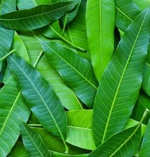 Organic Mango Leaves Tea 250pcs Florida Picked