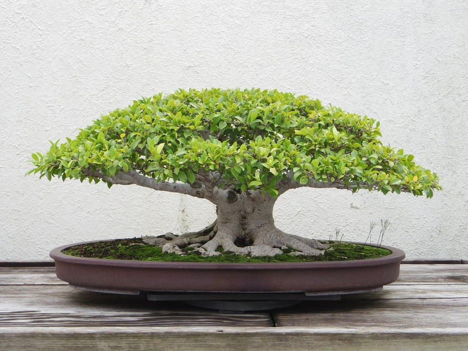 20 Semillas - Ficus Virens - Árbol Tropical Raro - Paquete de Semillas - Bueno para Bonsai Foto 2 de 4