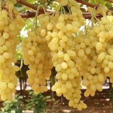 2 jährige kernlose Weinrebe Weintraube Tafeltraube "Zimus"
