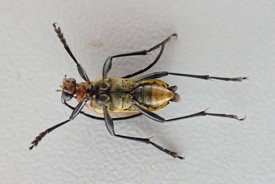 j24070. Insects, Cerambycidae sp. Vietnam, Lai Chau | eBay