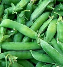 Sugar Snap Pea Seeds 25 Ct Pod Peas Vegetable Garden HEIRLOOM NON-GMO USA