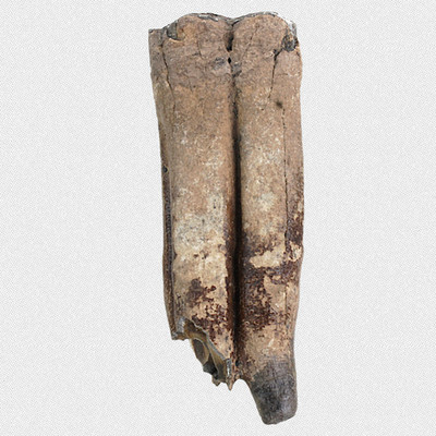 Fossil Wildpferd Backenzahn Molar Equus ferus Eiszeit Beschriftet TOP