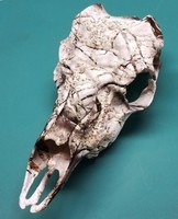 Whitetail Deer European Skull Mount In Custom Winter Mimicry Camo Whitetail Deer European Skull Mount In Custom Winter Mimicry Camo