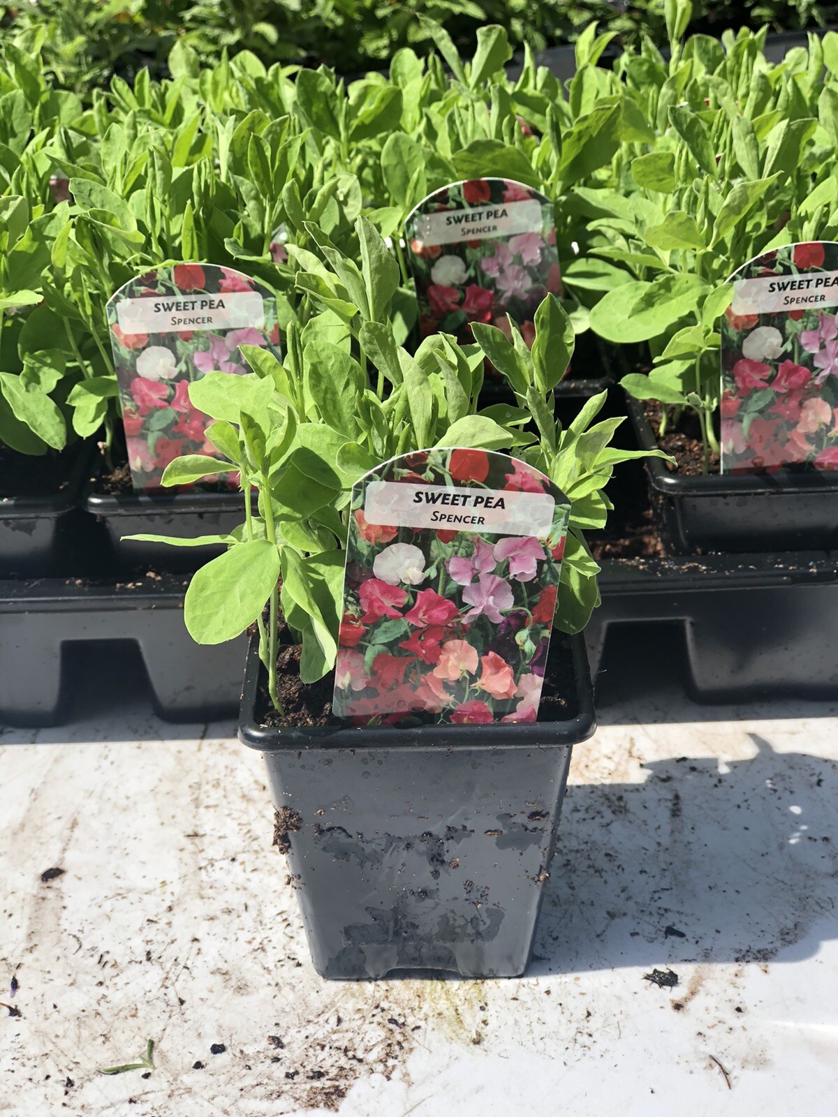 Bedding Plants, Hanging Baskets Delivered Liverpool eBay