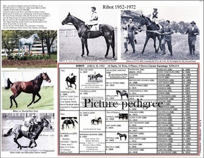 Race Horse legend RIBOT unbeaten in 16 races picture pedigree 11X8.5