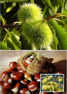 Stecklinge Esskastanie Set Winterharte Pflanzen Blumen Fur Den