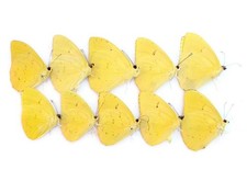 Dried Yellow Butterfly Specimens: Orange-Barred Sulphur, Art Craft Supply