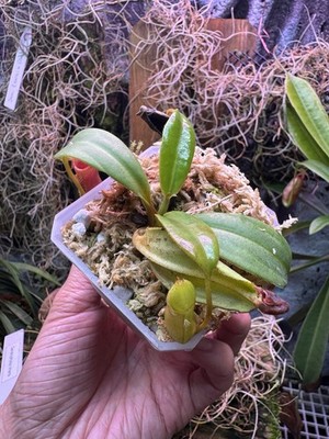Nepenthes Edwardsiana X Macrophylla sg | eBay
