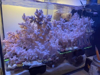 UC Koji Wada Japanese Pink Nepthea Nep Softie Coral Reef Tank ~ FREE SHIPPING ~