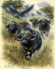 8x10 Cape Buffalo herd running forward, savanna grassland, painterly - 729077152
