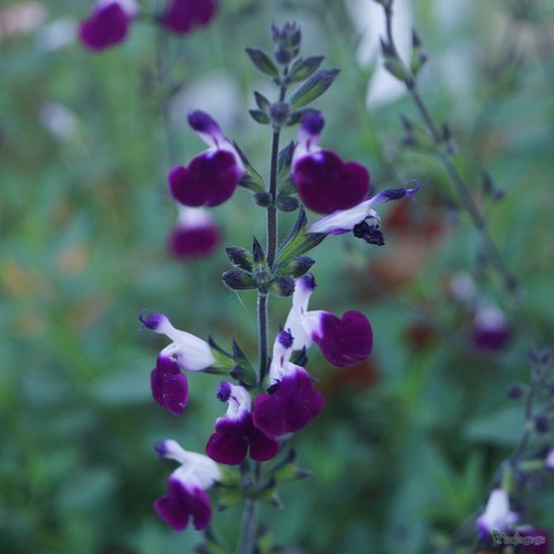PERENNIAL SALVIA PLUG PLANTS PICK + MIX PAY ONLY ONE POSTAGE COST MIXED FLOWERS - Picture 10 of 88