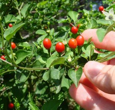 Semillas de pimiento chiltepin silvestre ~ Capsicum annuum~ Hot Tepin Chile Pequin Chili
