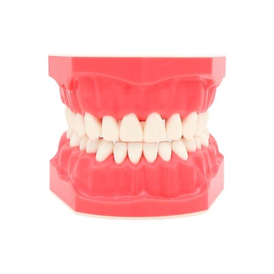 Dental Teeth Model Brushing Flossing Practice Studying Teaching Model M7010-1