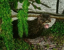 Laughing Otter Florida Wildlife Original Fine Art Painting. Acrylic 14x11