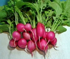 100+ Champion Heirloom Radish Seeds Non-GMO