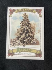 2021 Allen and Ginter Arboreal Appreciation #AA-4 White Spruce NM-MT