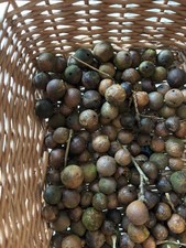 100 Wild Oak Galls For Plant Dye Arts/Crafts/Paints/Inks/Witch/Witchcraft/tannin