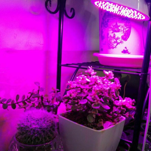 200 LED Grow Light UV IR Growing Lamp for Indoor Plants Hydroponic Plant USA - Picture 12 of 15