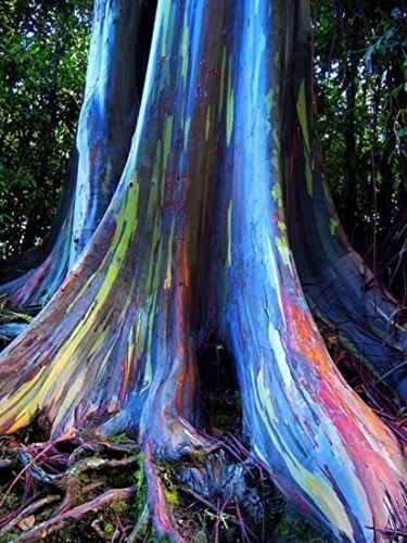 Eucalyptus deglupta, Regenbogeneukalyptus - 100 bis 1000 Semente - Bild 3 von 8