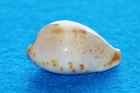 Cypraea Pulchella Novaebritanniae