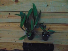 Rth. Star Fire 'Xmas Red'  and C. Monte Elegante X C. tigrina 4" pot 2 PLANTS