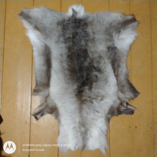 Norwegian Reindeer Skin Hide Fur Pelt Taxidermy Caribou Area Rug Fireplace - Picture 3 of 9